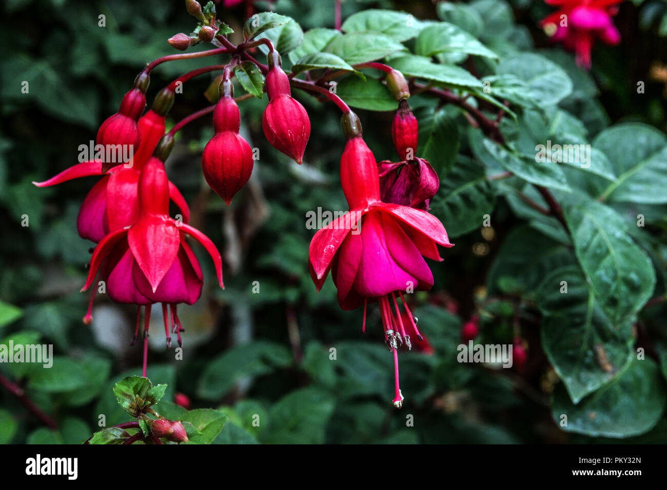 Red flowers, Fuchsia close up flowers Stock Photo