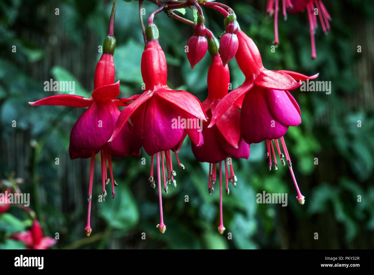 Red flowers, Hardy Fuchsia close up, Flower bokeh Fuchsias Stock Photo