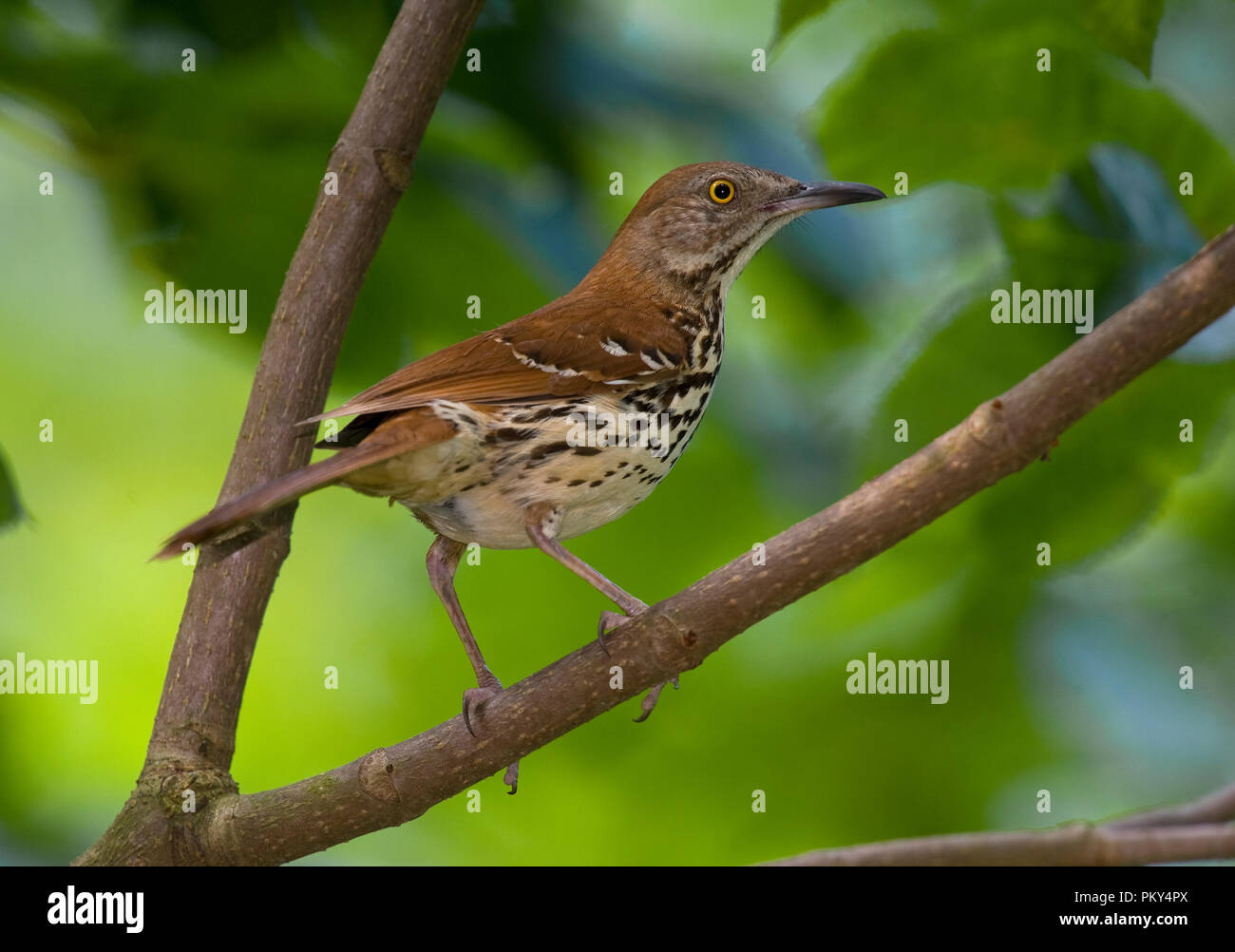 Brown Thrasher Toxostoma rufum Stock Photo Alamy