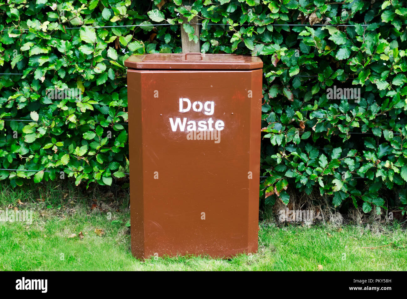 Can You Put Dog Poop Brown Bin