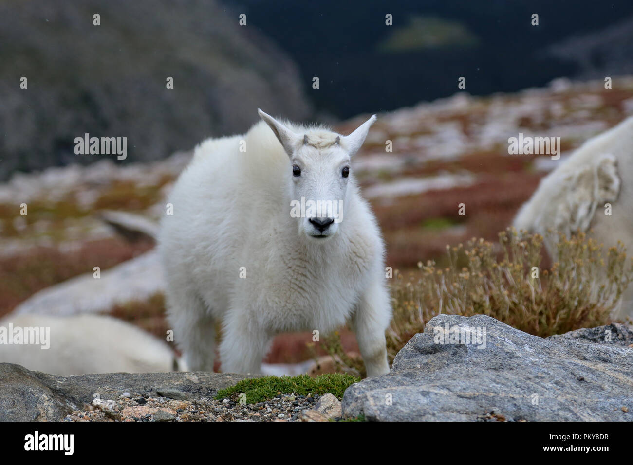 Mountain goat Oreamnos americanus on autumn tundra in Colorado Stock Photo