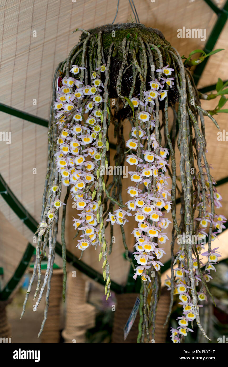 Orchid in the online wild