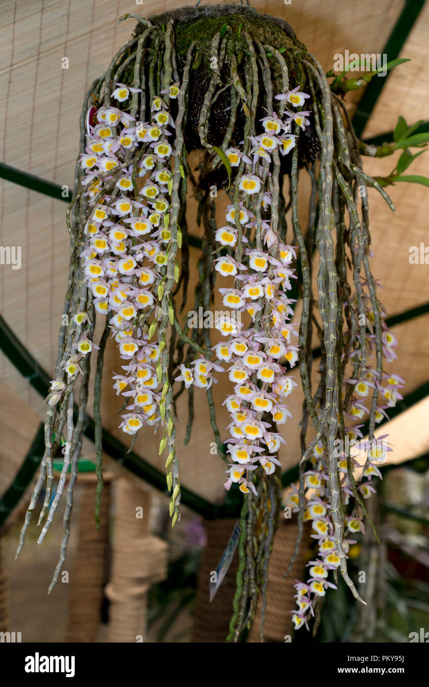 Amazing beauty of tropical rainforest orchids. Dendrobium Primulinum