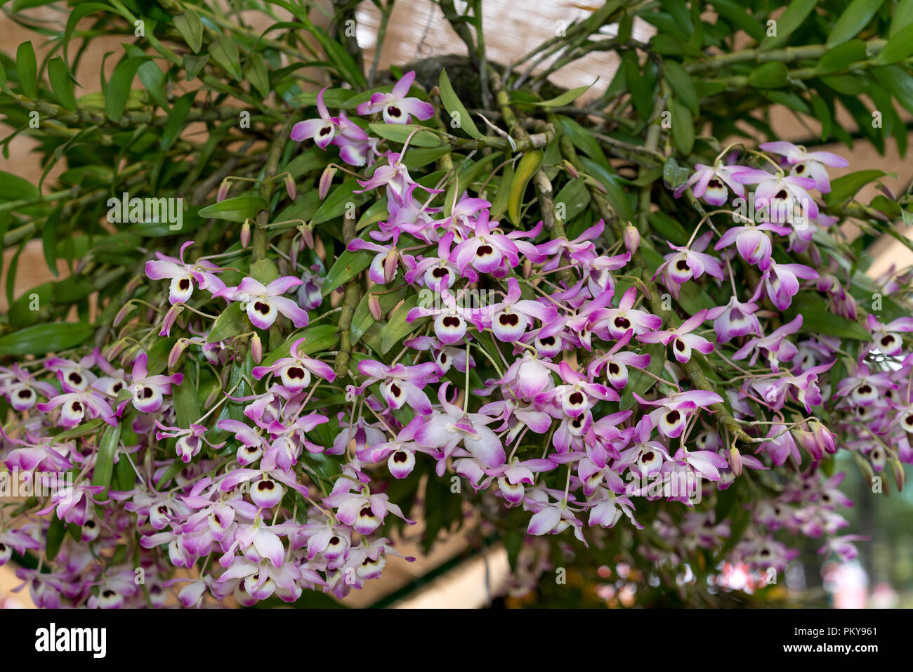 Orchids rainforest on sale
