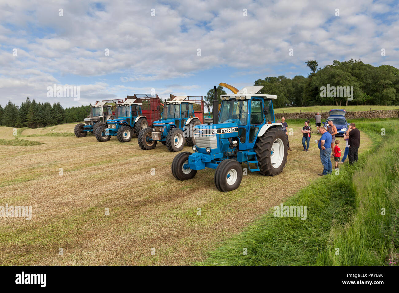 Line up of vintage 10 series Ford tractors being used to Collect silage on a dairy