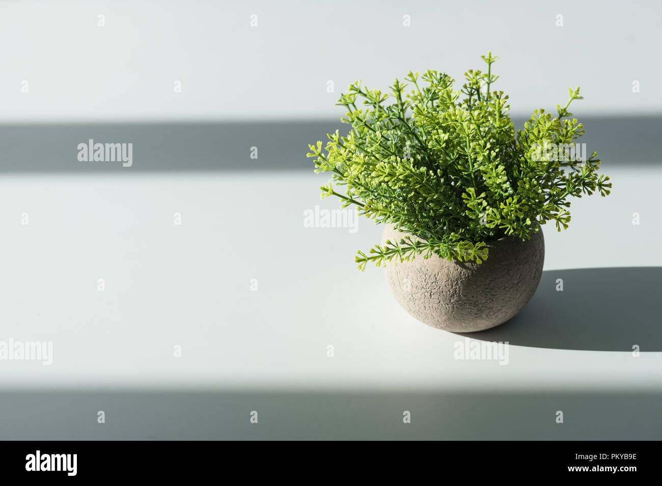 green plant in flower pot with sunlight shadow on white table with copy space Stock Photo