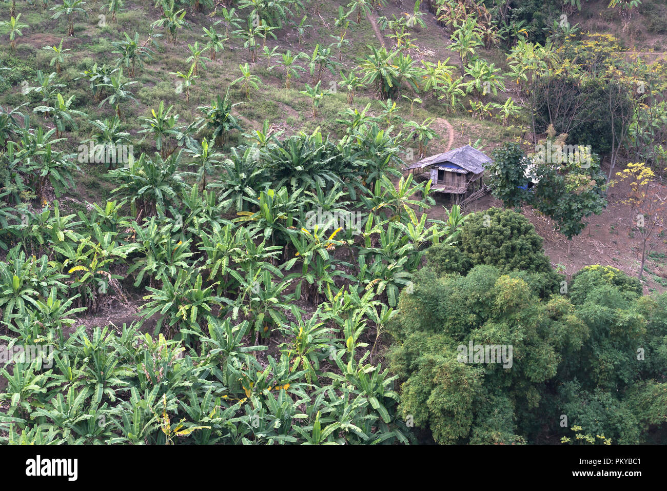 Banana growing farm in rural Vietnam Stock Photo Alamy