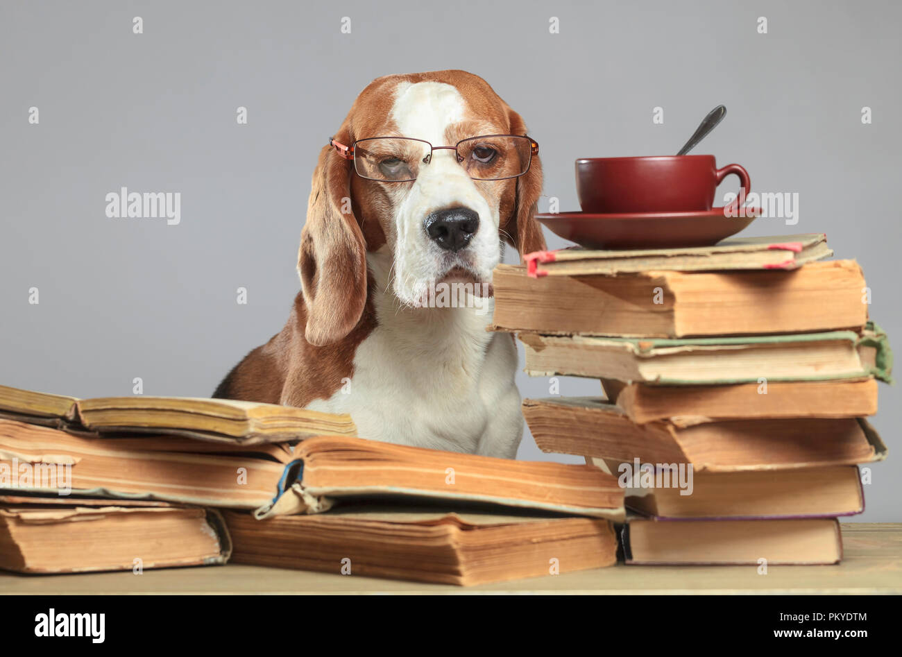 Is Beagle A Smart Dog