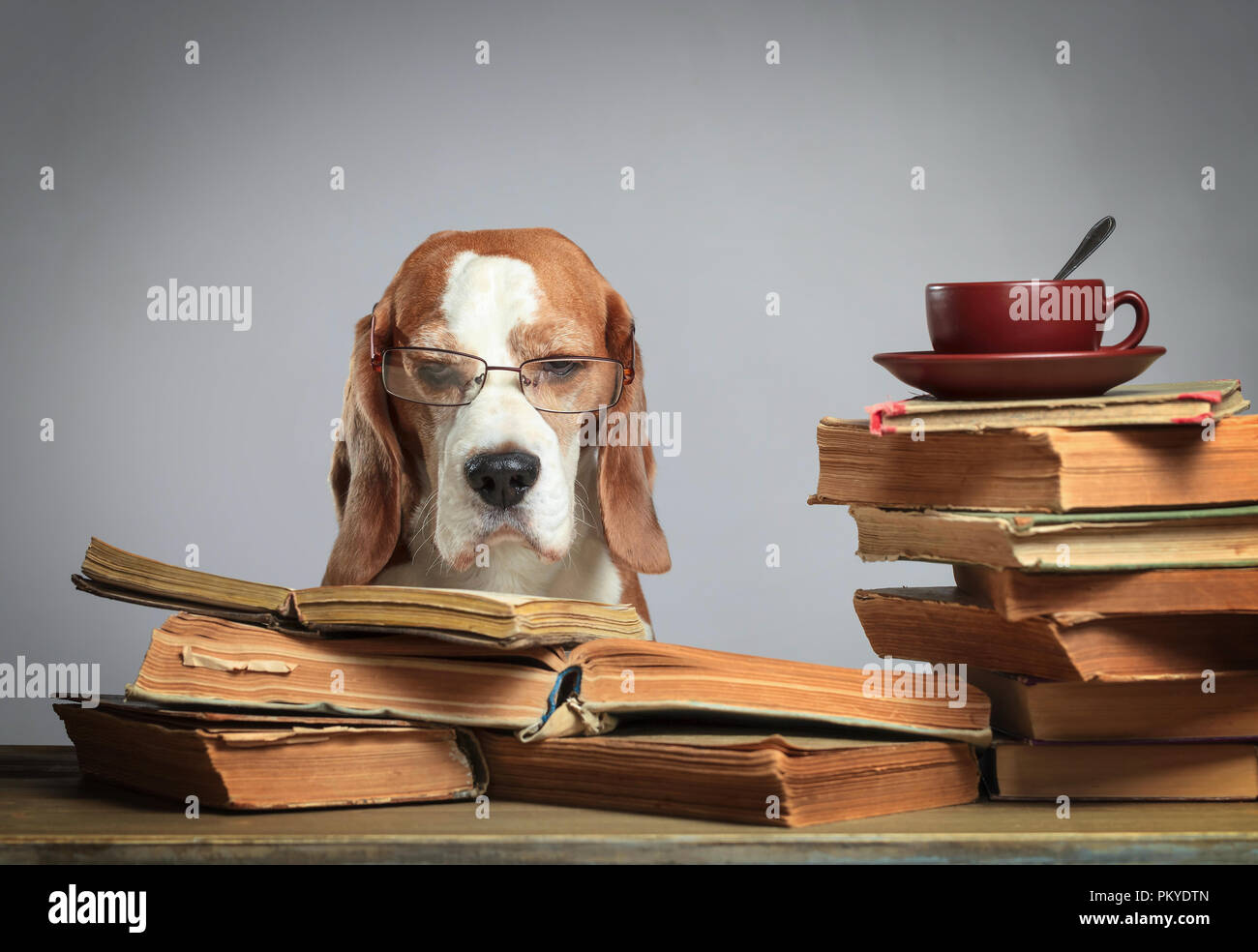 Smart beagle with glasses. Dog with old books and a cup of tea. Concept ...