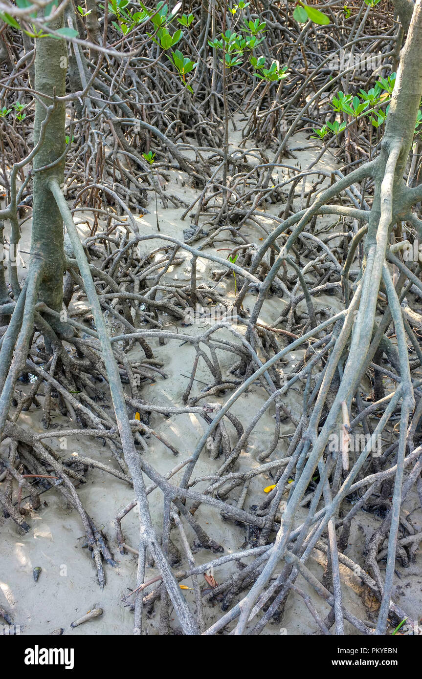 Tropical mangrove roots at low tide Stock Photo - Alamy