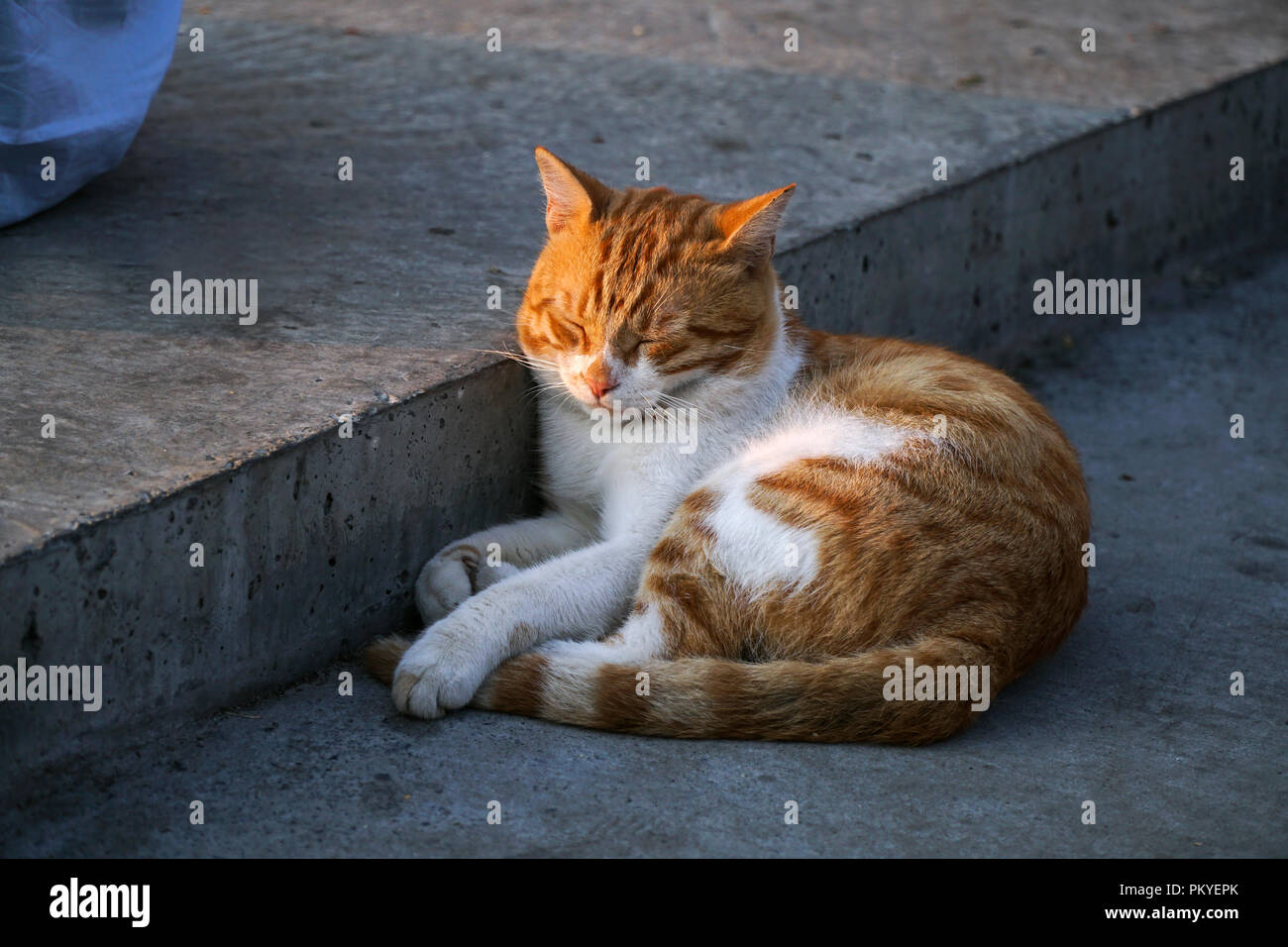 Orange and White Colored Cat Sleeping At Street Stock Photo