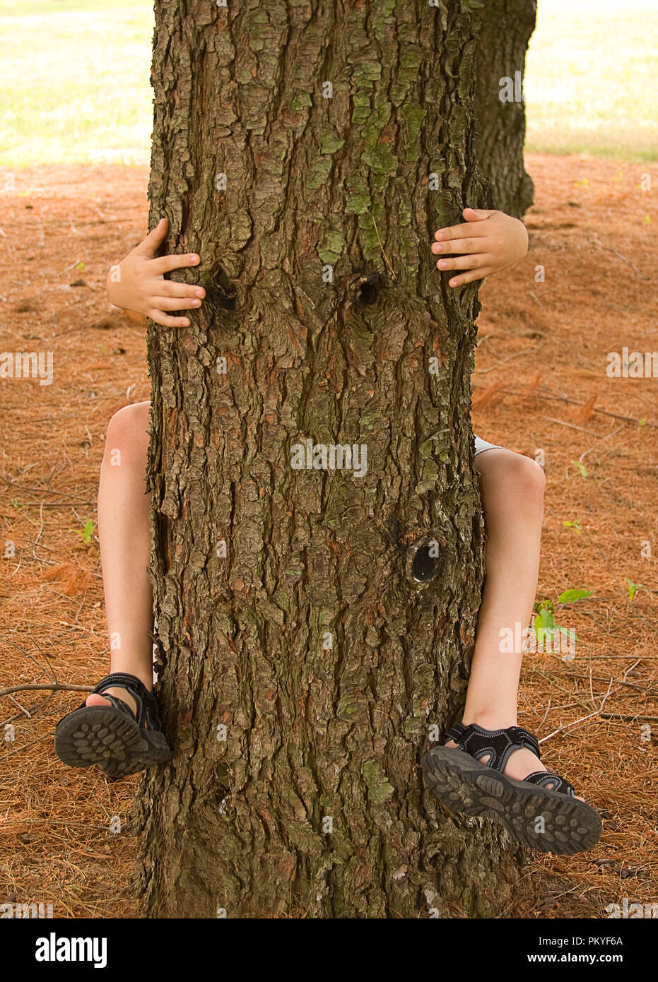 Tree Hugger Concept of a Young Boy Hugging Tree with his Legs and