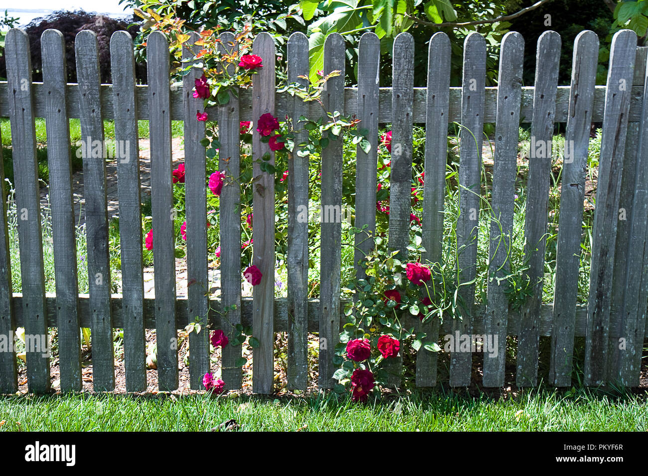 Old weathered wood picket fence with red roses growing on vines Stock Photo Alamy