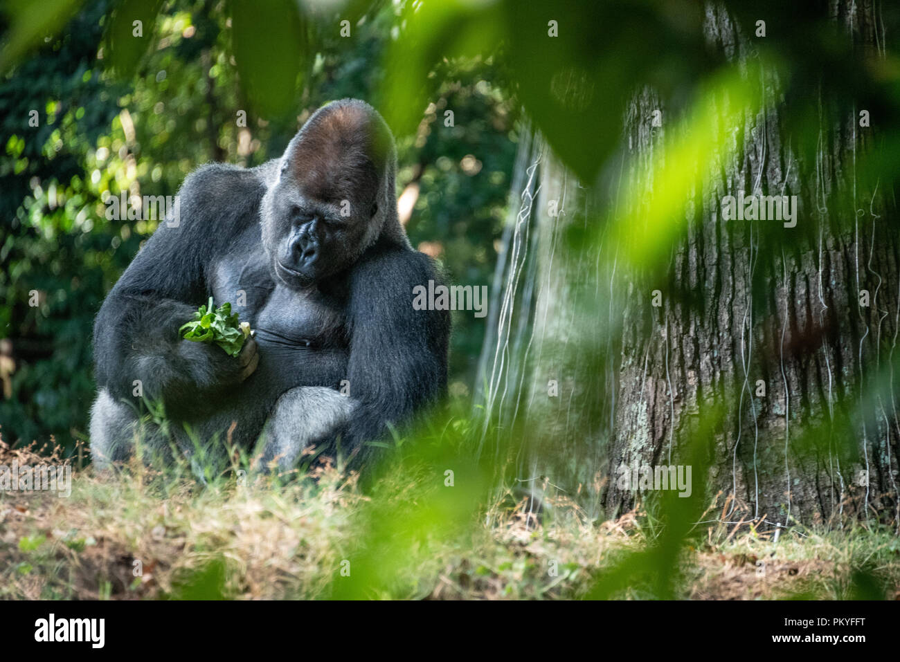 Large silverback western lowland gorilla sitting down to eat at Zoo Atlanta in Atlanta, Georgia. (USA) Stock Photo
