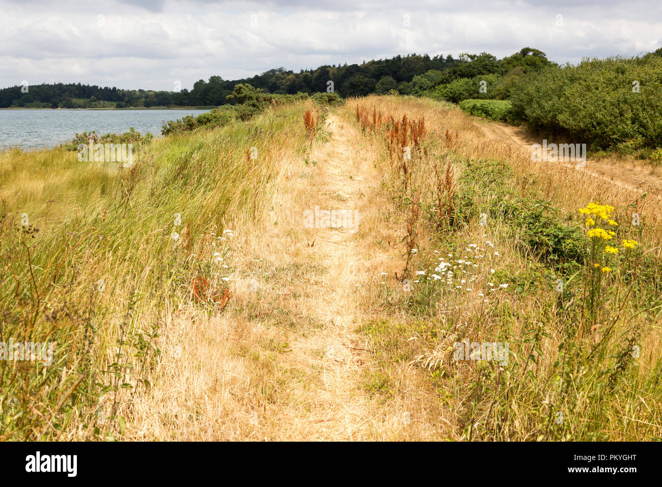 Summer landscape flood defence river wall path on River Deben tidal estuary, Sutton, Suffolk, England, UK Stock Photo