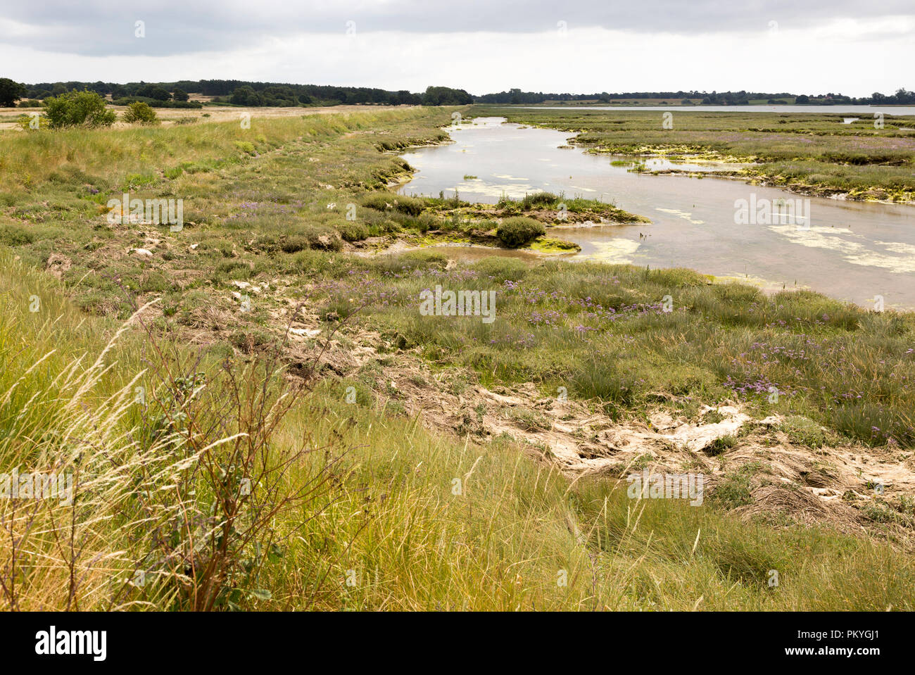 Flood defence river wall and salt marshes of River Deben tidal estuary, Sutton, Suffolk, England, UK Stock Photo