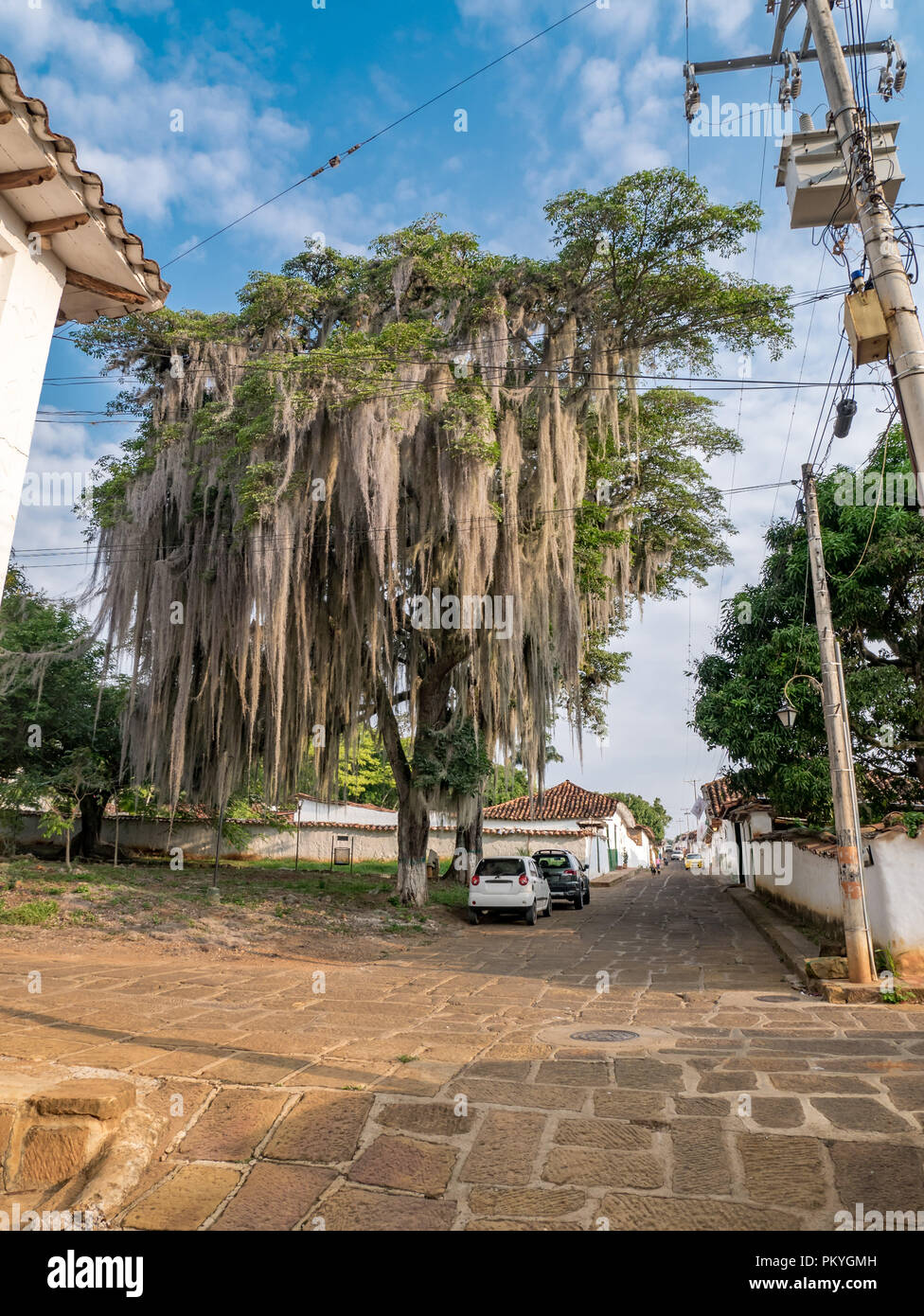 Big tree in Baricara, Colombia Stock Photo