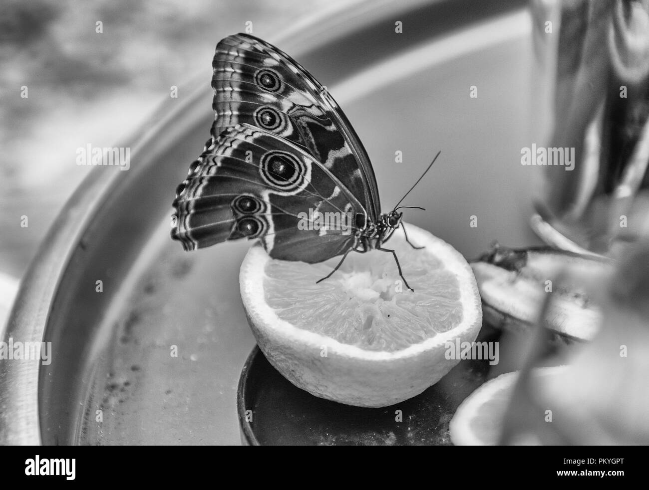 Morpho peleides, aka Peleides blue morpho or common morpho is a tropical butterfly. Here showing underside of its wings, while eating from an orange Stock Photo