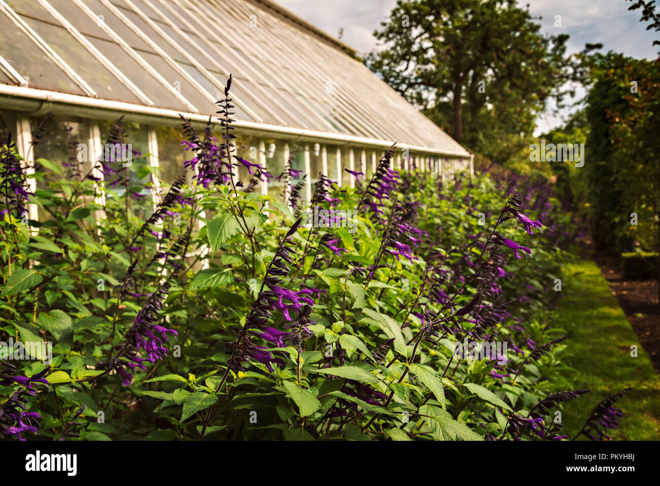 Lush green garden hi-res stock photography and images - Alamy