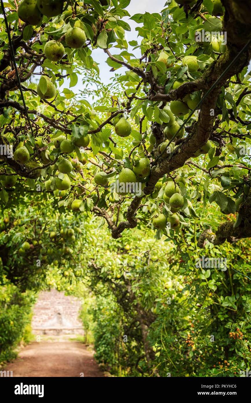 Pears in orchard hi-res stock photography and images - Alamy