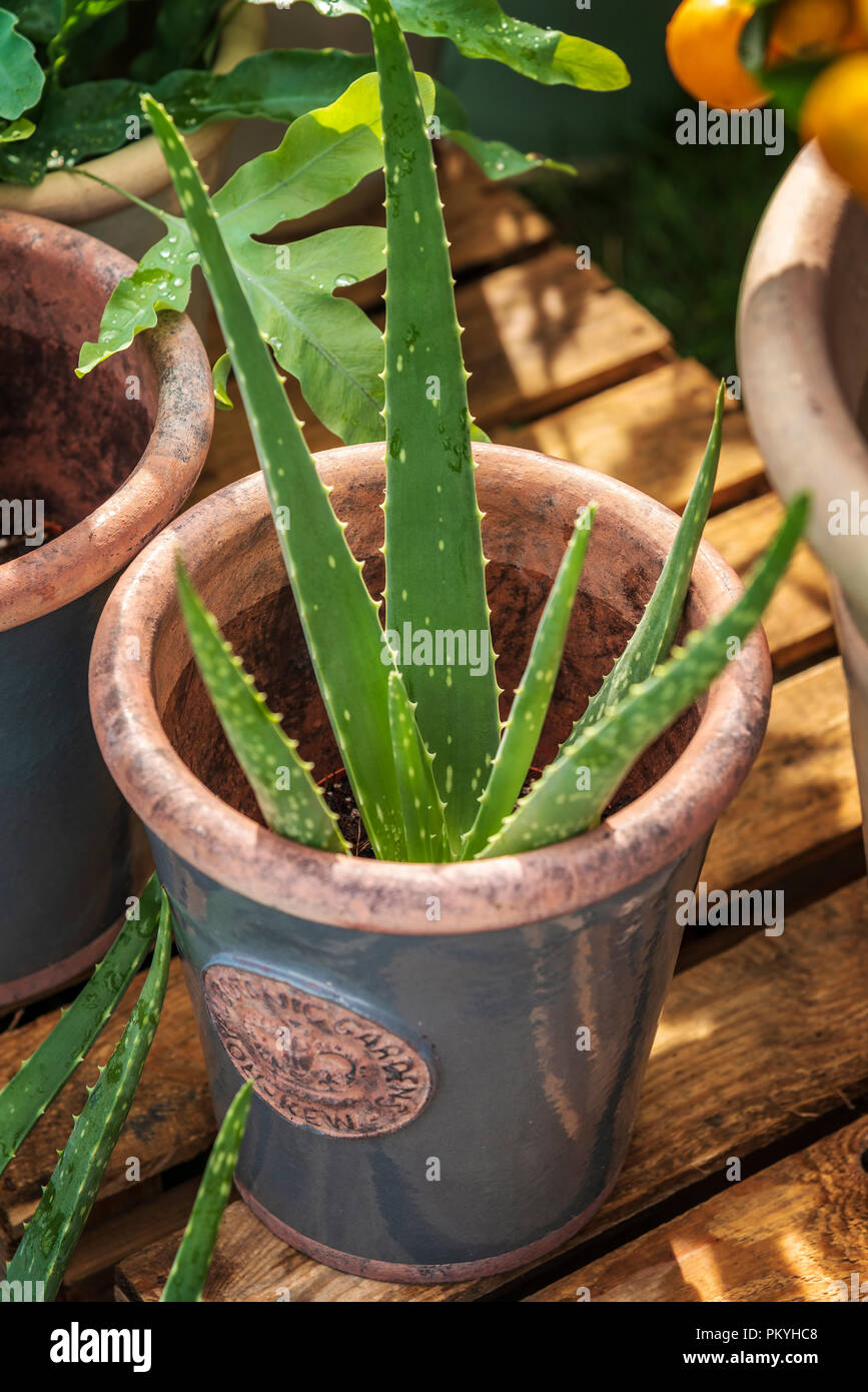 Aloe Vera plant potted in ceramic pot. Stock Photo
