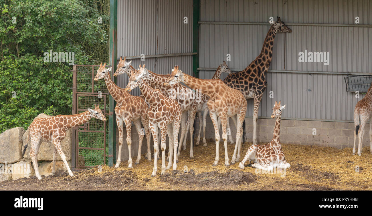 Longleat Safari Park, drive through, 14th September 2018, a wonderful experience seeing such amazing animals in a natural environment. Stock Photo