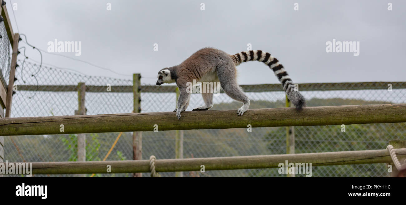 Longleat Safari Park, drive through, 14th September 2018, a wonderful experience seeing such amazing animals in a natural environment. Stock Photo