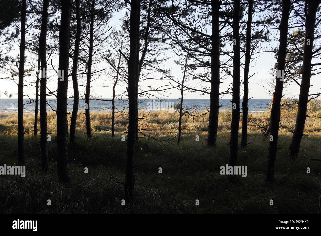 Sea, sky, beach grass and forest landscape in September, just before sunset Stock Photo