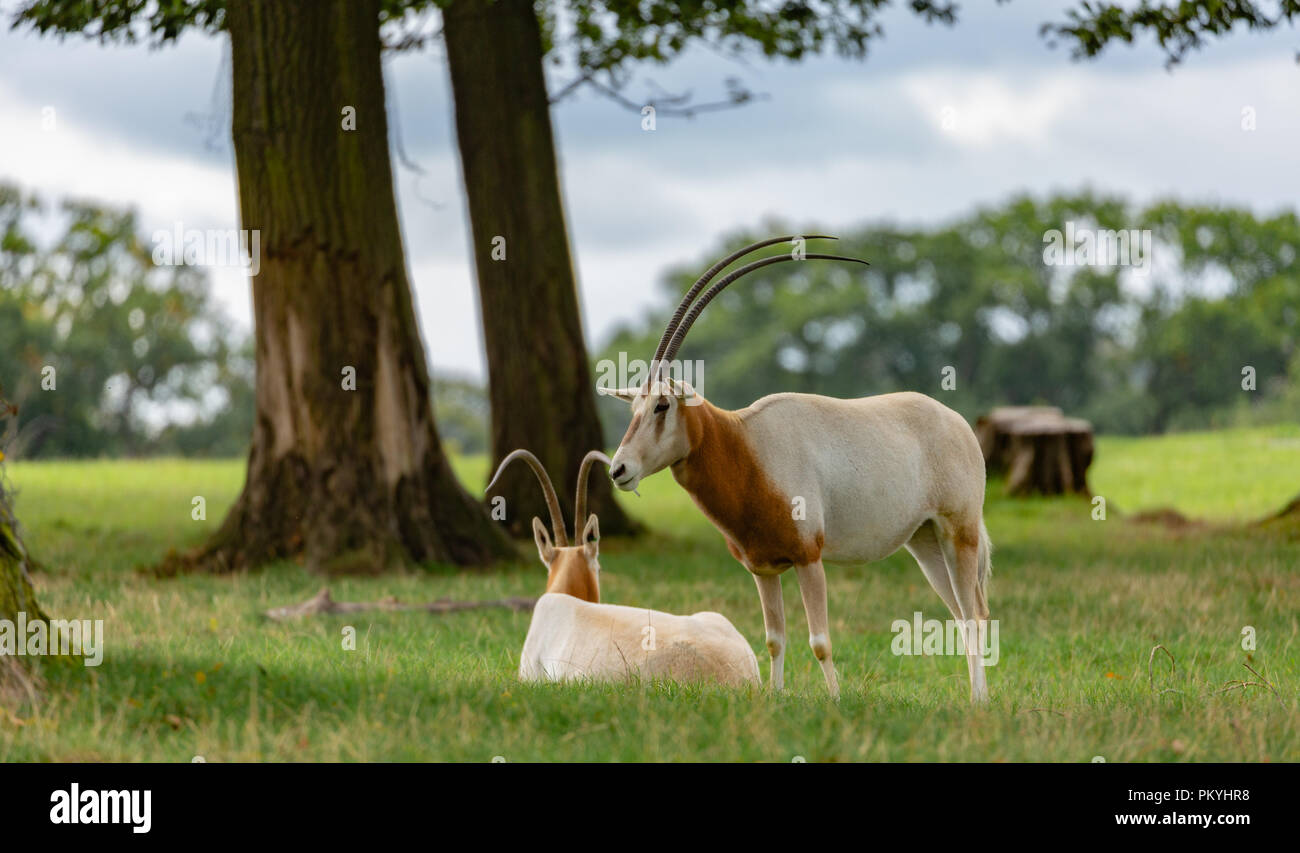 Longleat zoo experience essay