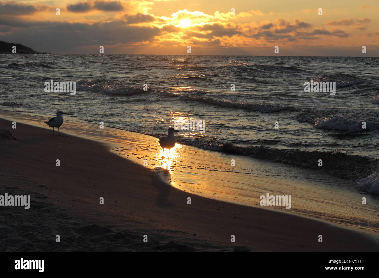 Seagulls on the beach during the sunset over the Baltic sea in September, end of summer season Stock Photo