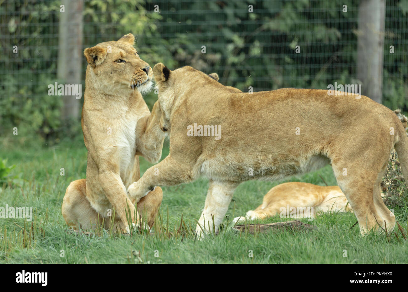 Longleat Safari Park, drive through, 14th September 2018, a wonderful experience seeing such amazing animals in a natural environment. Stock Photo