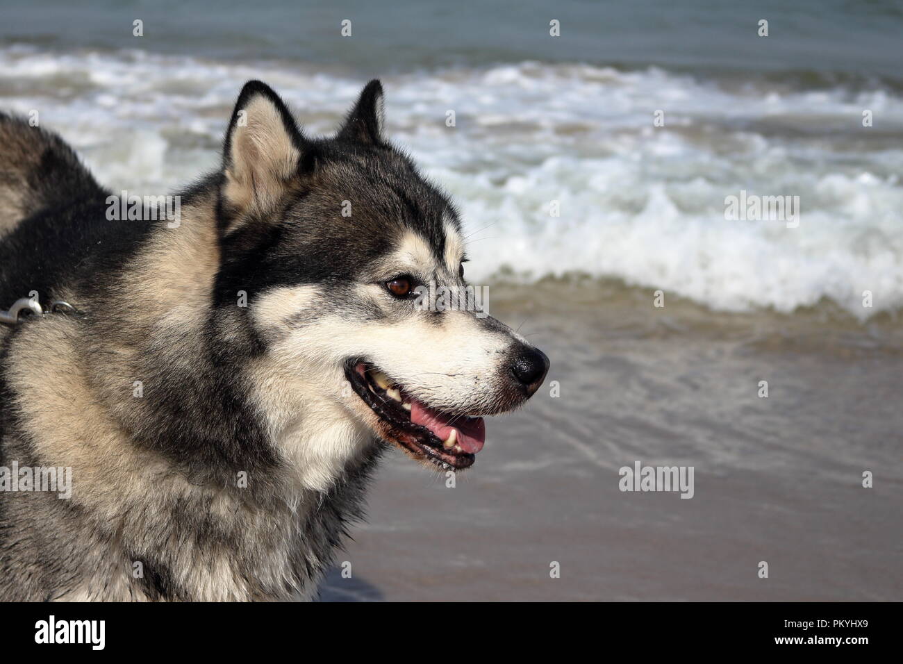 Siberian husky with a breaking wave in the background Stock Photo