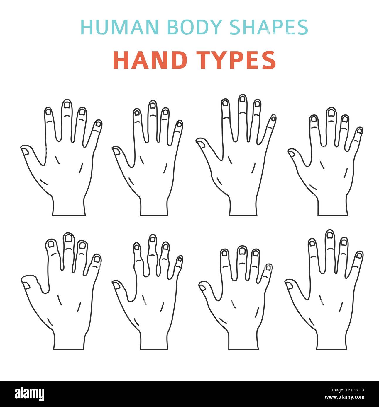 Human body shapes. Hand types icon set. Vector illustration Stock ...