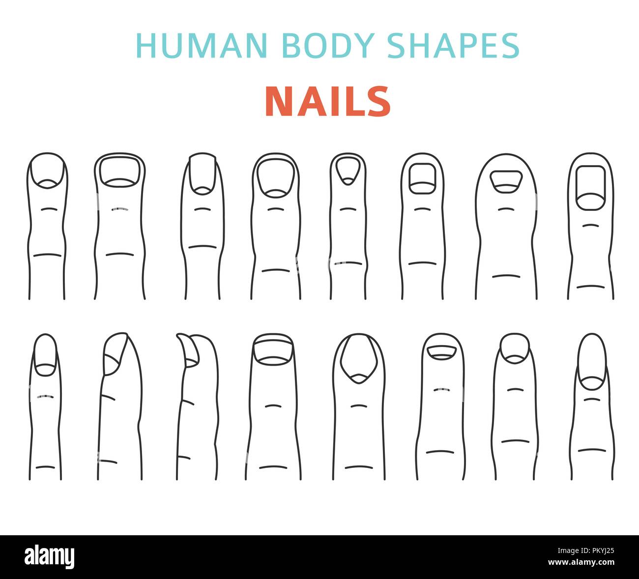 Fingernail anatomy Stock Vector Images - Alamy