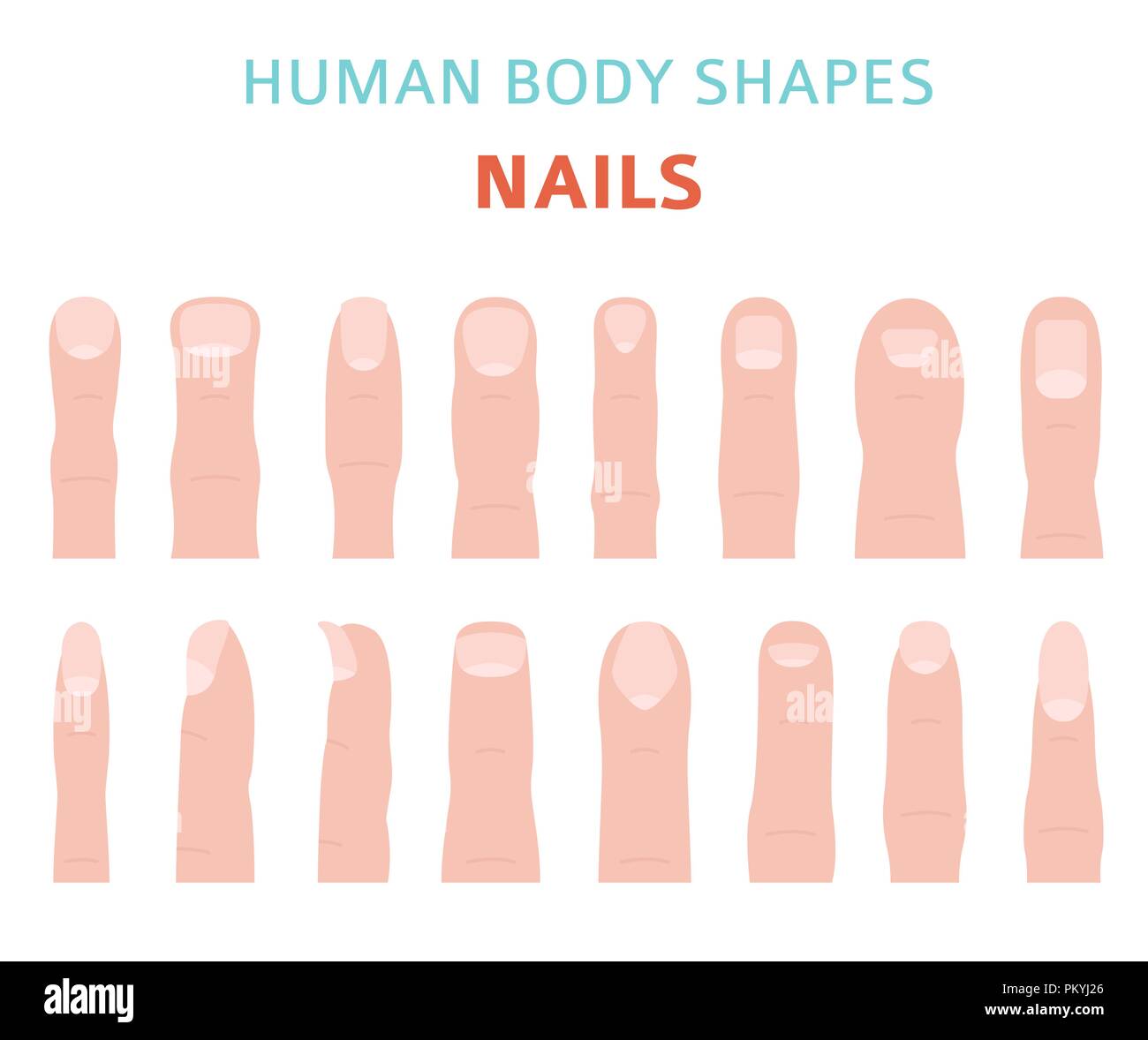 Human body shapes. Hand finger nail types set. Vector illustration Stock  Vector Image & Art - Alamy