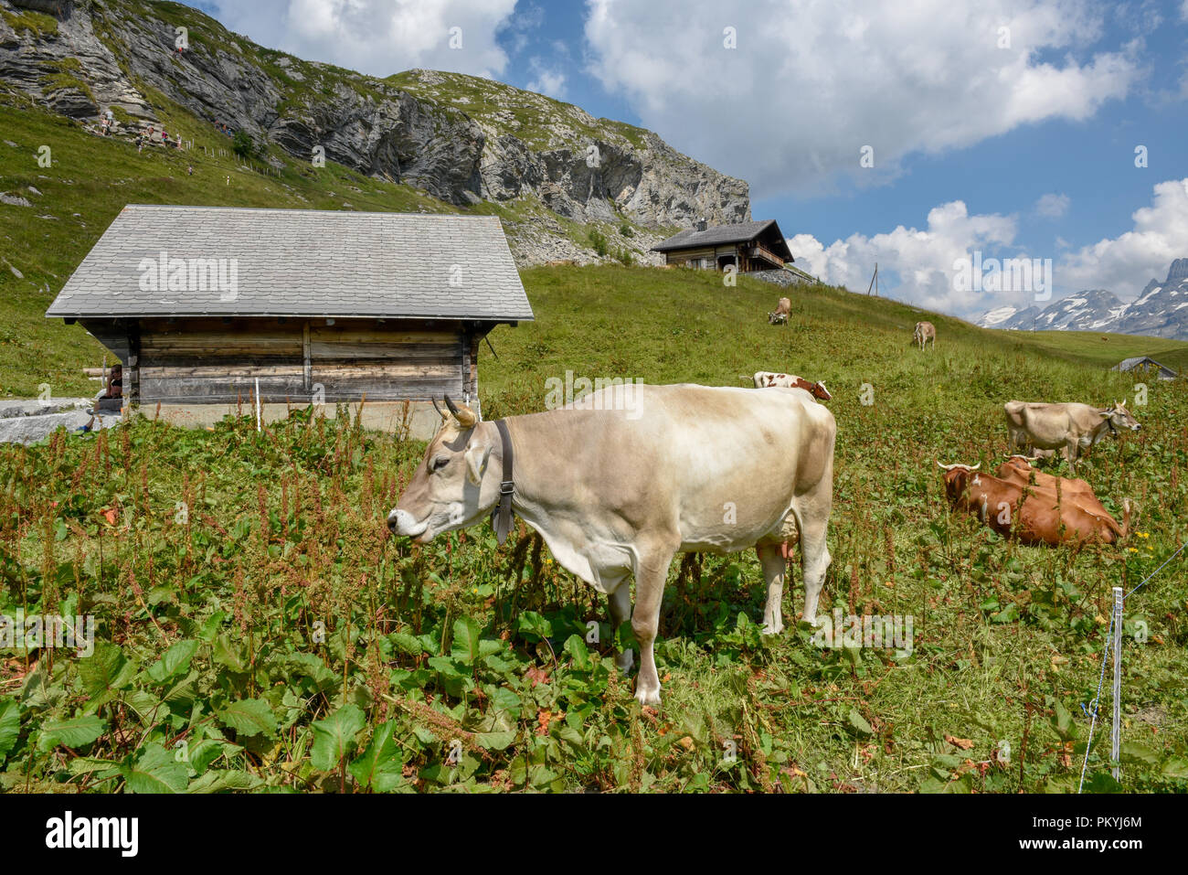Grazing cows at Melchsee-Frutt on the Swiss alps Stock Photo - Alamy