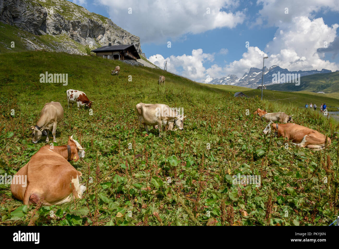 Grazing cows at Melchsee-Frutt on the Swiss alps Stock Photo - Alamy