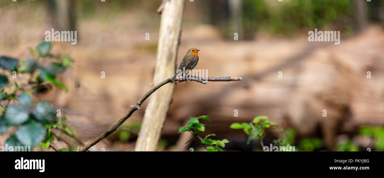 Panoramic photograph of a European Robin, or Robin Redbreast, Erithacus Rubecula sitting on a tree branch Stock Photo