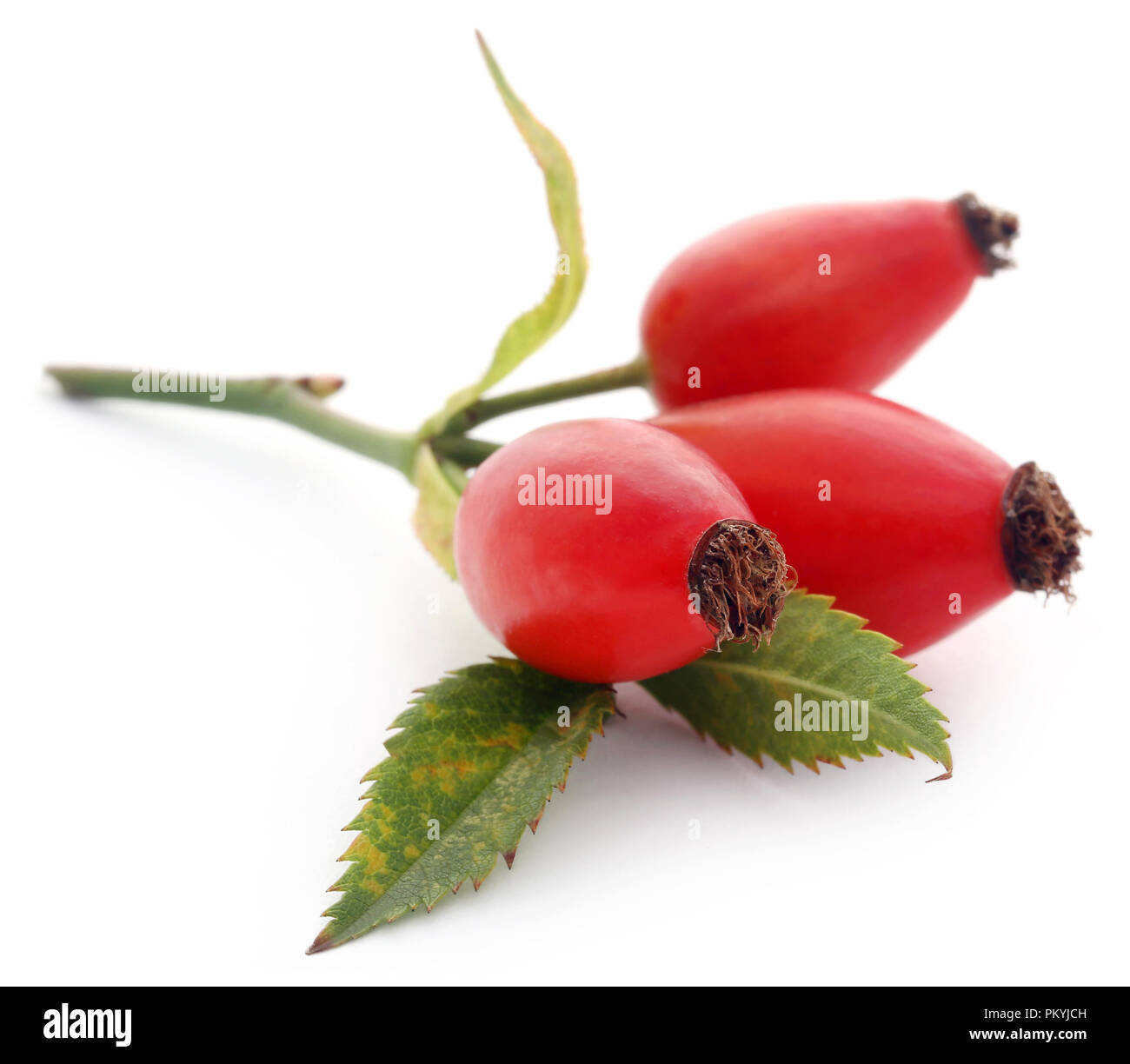 Medicinal rose hips with green leaves over white background Stock Photo ...