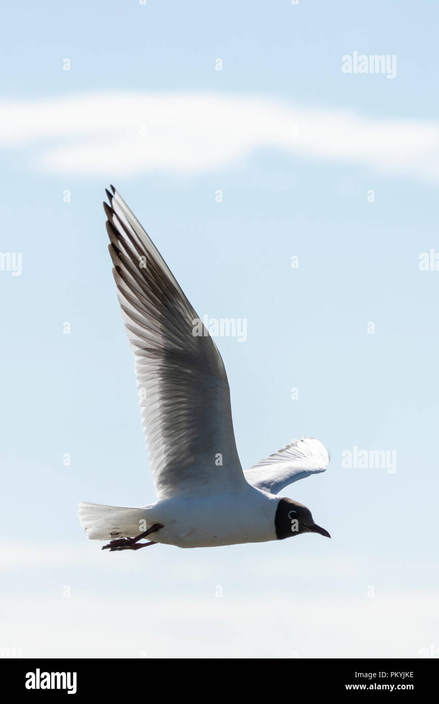 Flying Black-headed Gull (Chroicocephalus ridibundus) Stock Photo