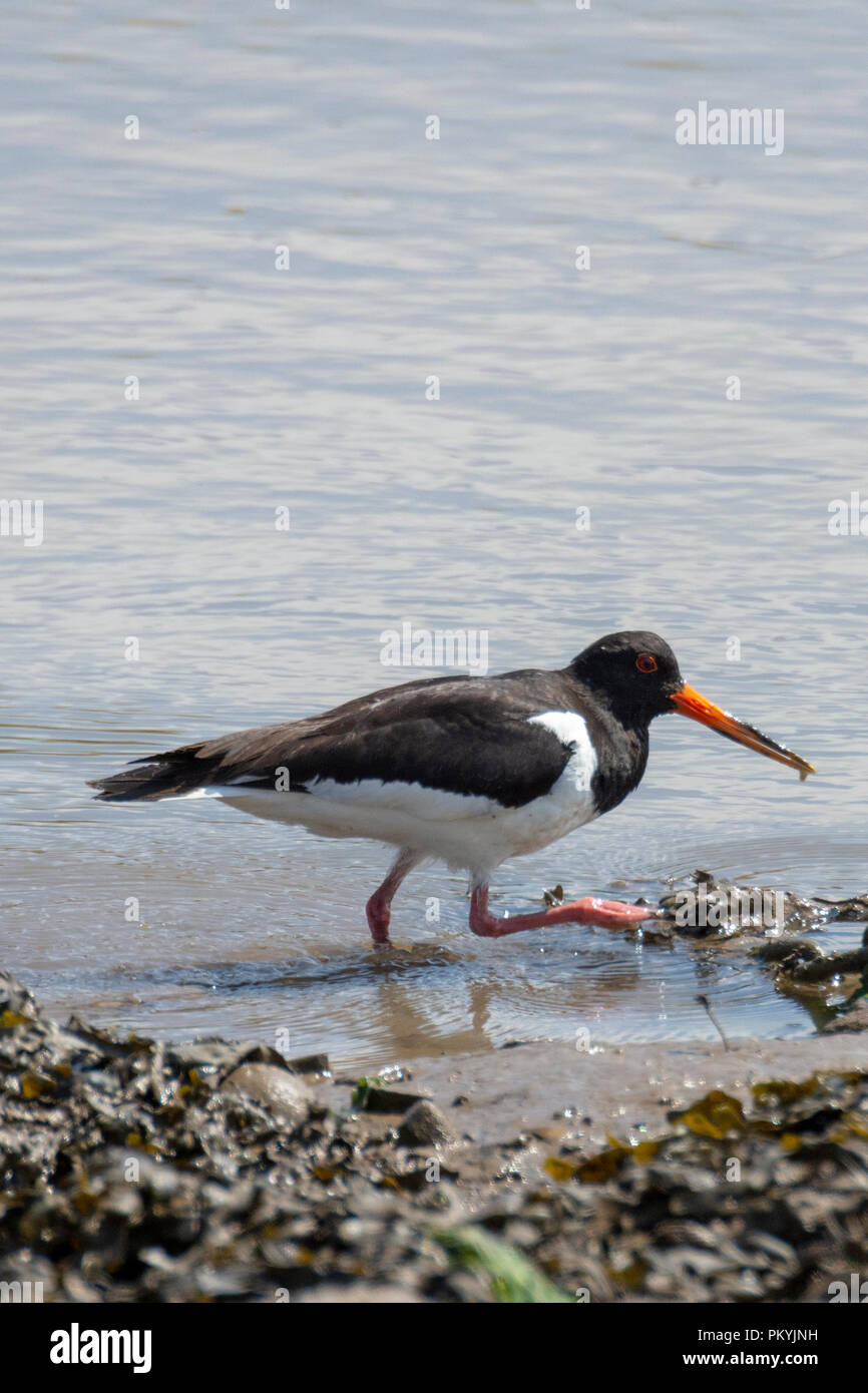 Oystercatcher (Haematophus ostralegus) walking on foreshore, North