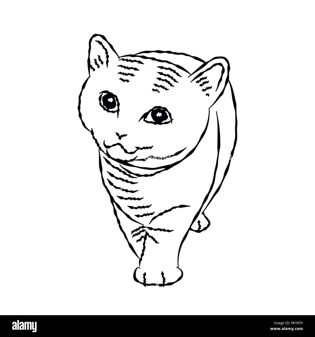 Hand drawn of a Cat isolated on white Background - Vector Illustration ...