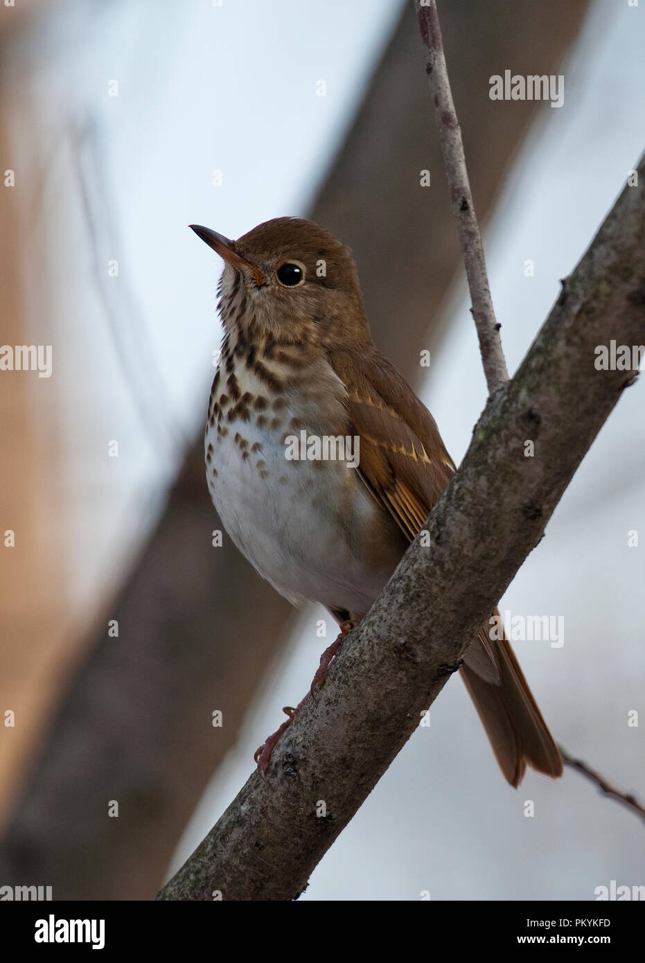 Hermit Thrush :: Catharus guttatus Stock Photo - Alamy
