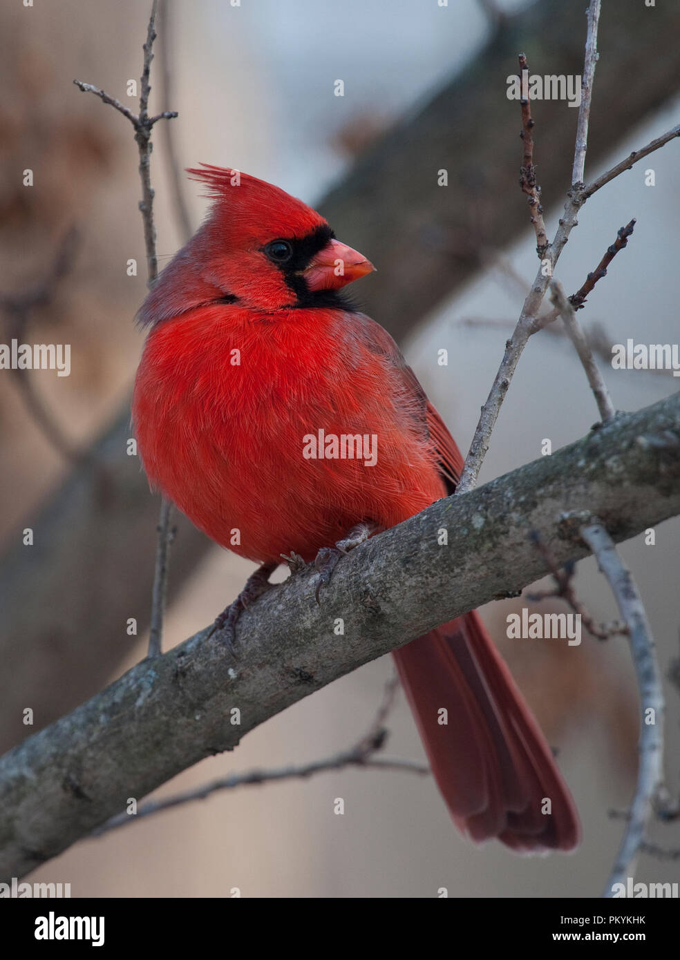 Northern Cardinal :: Cardinalis cardinalis Stock Photo - Alamy