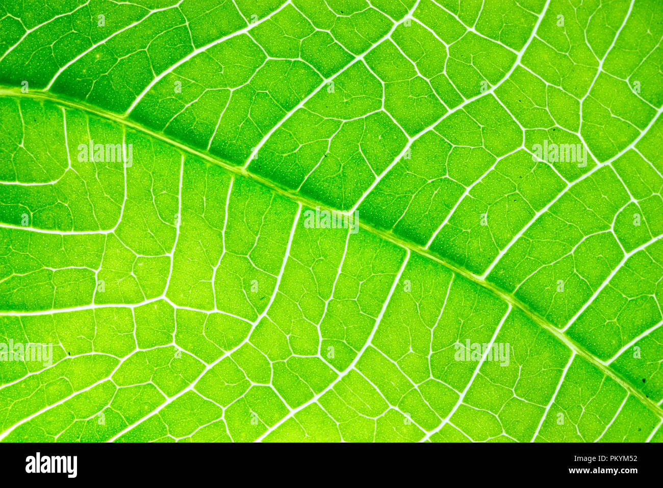 Closeup green leaf background show texture details Stock Photo
