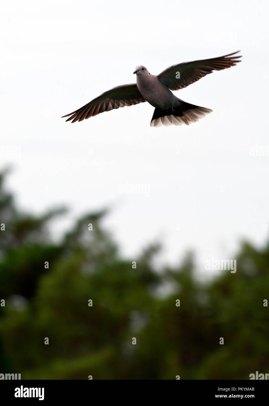 UNITED STATES - June 12 : Eurasian Collared-Dove :: Streptopelia decaocto  . (Photo By Douglas Graham/Wild Light Photos) Stock Photo