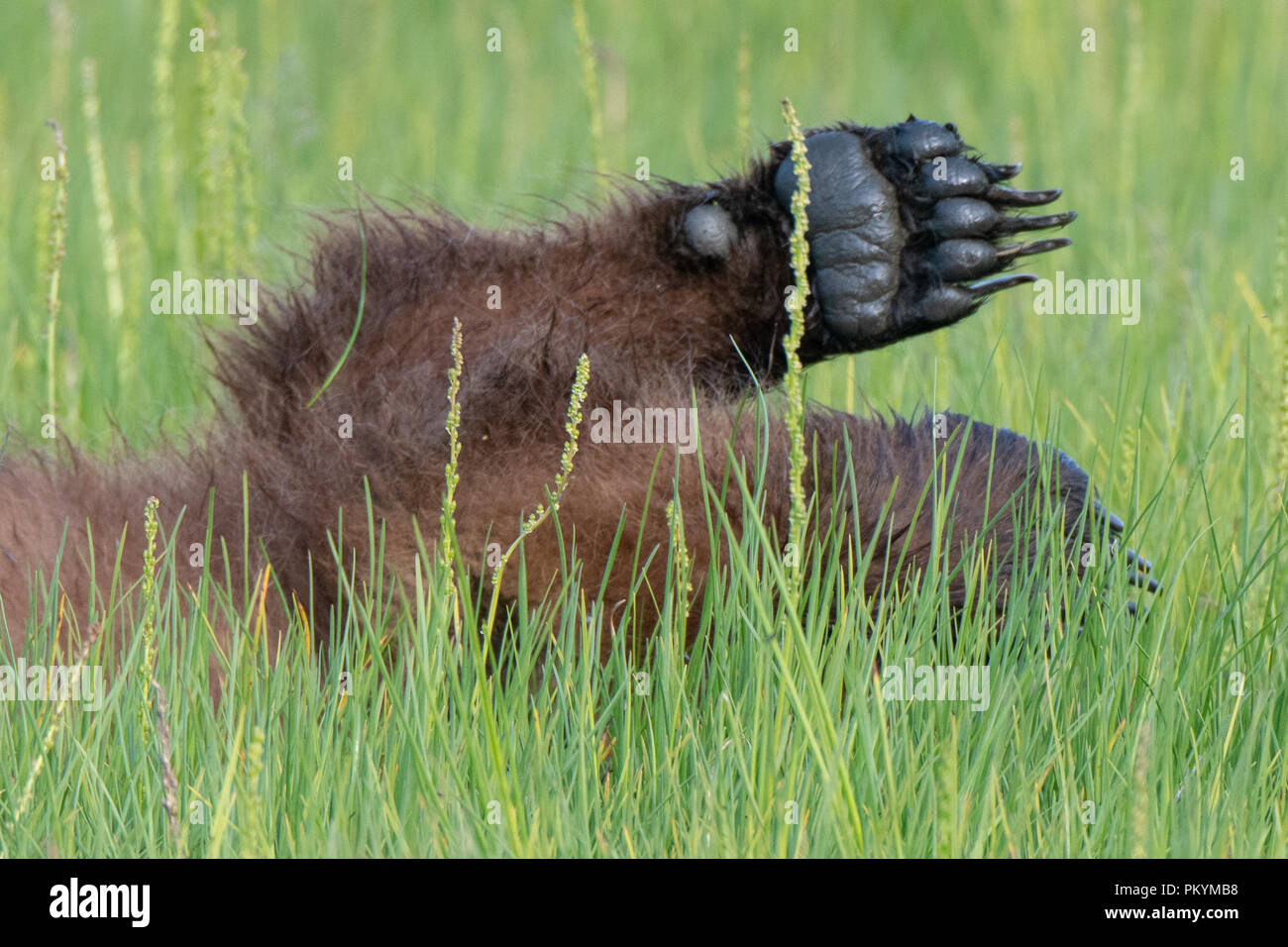 Claose up view of paw and claws of a Coastal Brown Bear cub (Ursus arctos) lying in grass in the Lake Clark National Park, Alaska Stock Photo