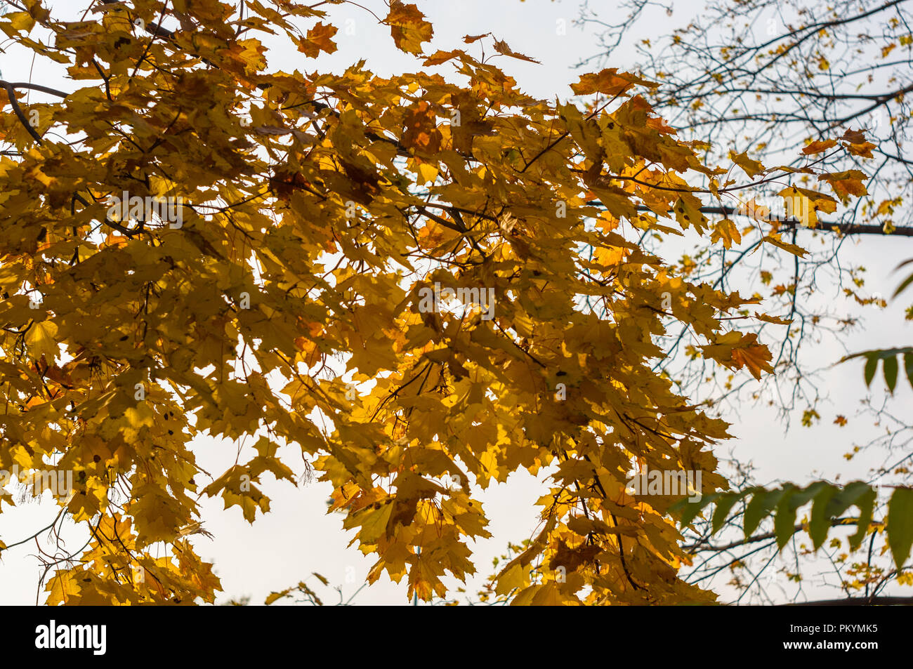 beautiful autumn yellow leaves on a large tree Stock Photo - Alamy