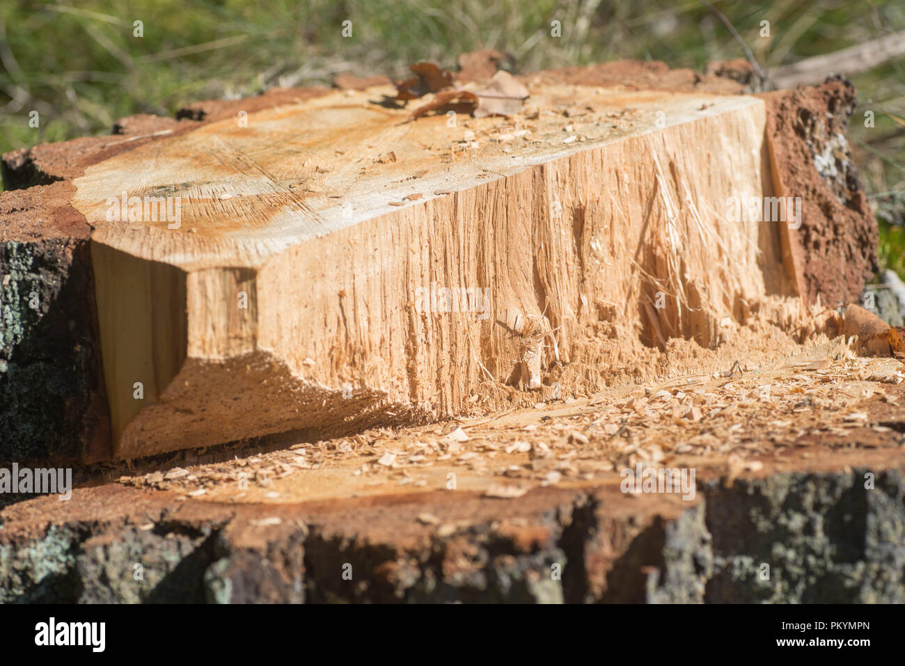 stump of cut oak tree in forest Stock Photo