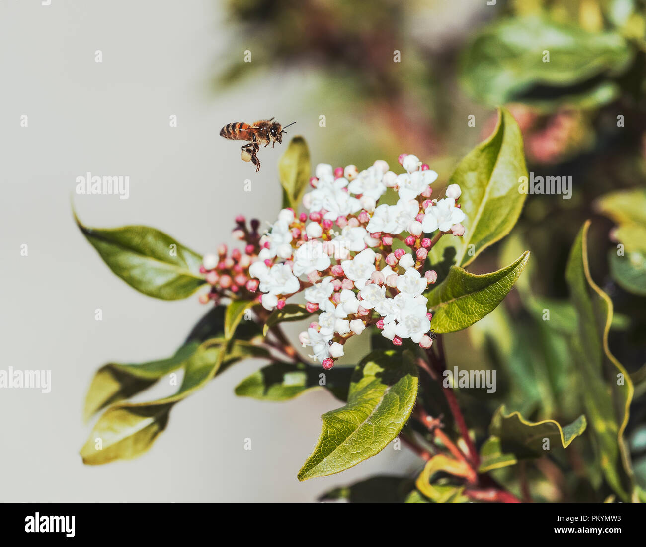Honey bee pollinate white flowers Stock Photo Alamy
